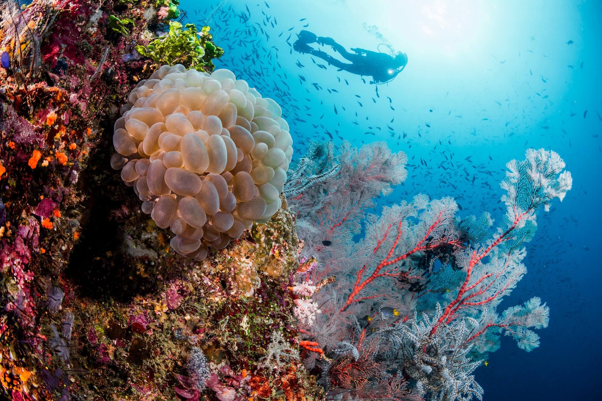 The Best Diving in the World for Marine Life Diversity, and what this means for scuba divers