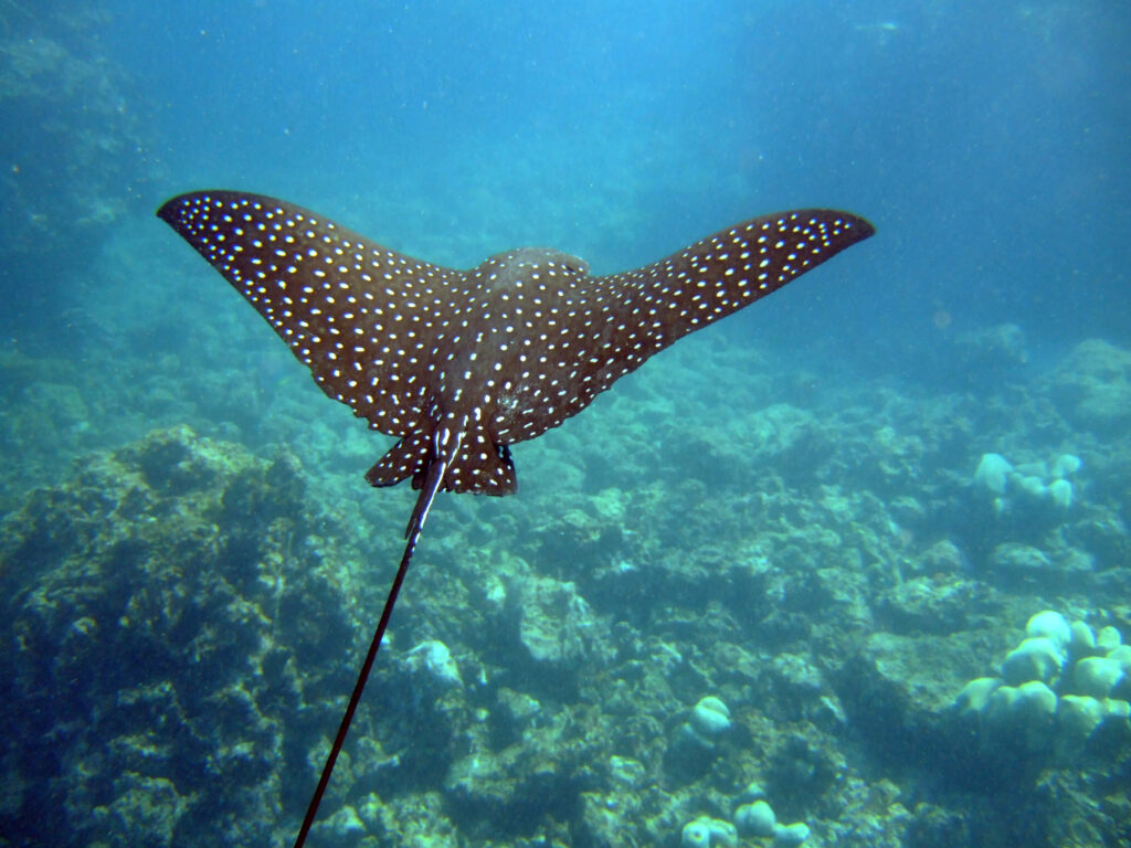 Hibo Reef is known for its pelagic potential. The exposure to current and deep water brings life in from the passage