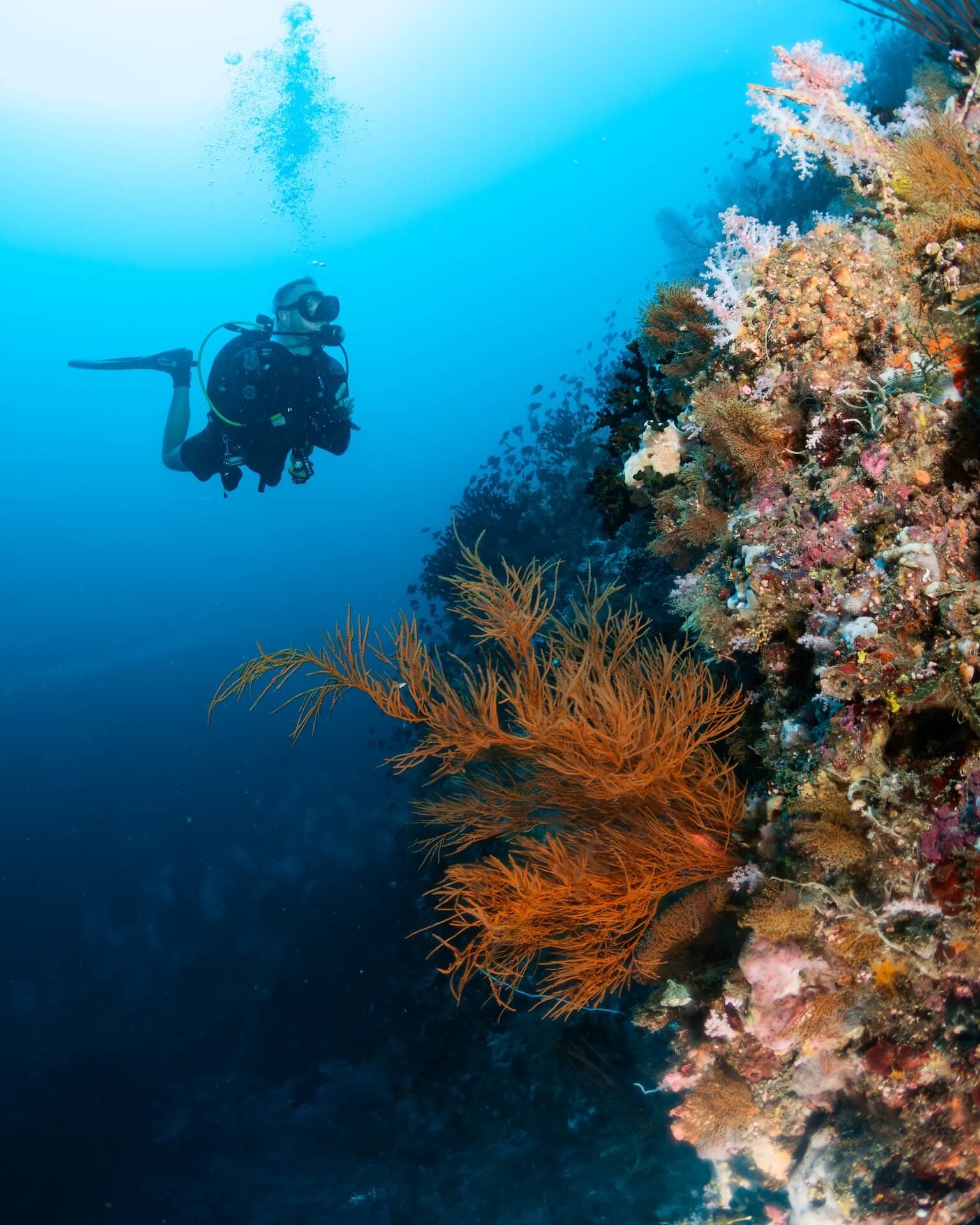 Private scuba diving. Puerto Galera, Philippines