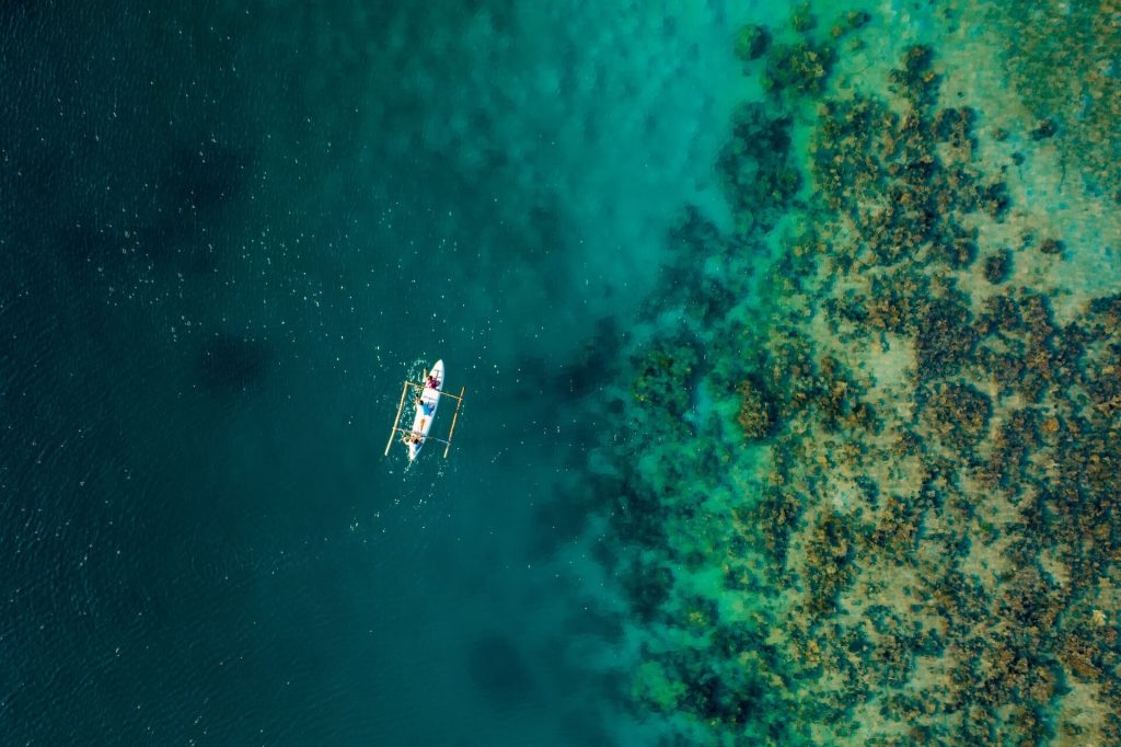 orcas in the verde island passage